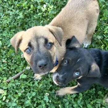 German Shepherd Dog and Labrador Retriever Dogs Available for Adoption in Fayetteville, Georgia - Nova | PetCurious