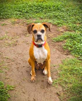 Rescue Boxer Dogs for Adoption in Hewitt, Texas - Baby Girl III - Silver Heart | PetCurious
