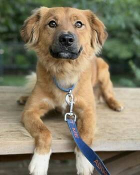 Posty -  Spaniel and Mixed Breed Dog for Adoption in Malvern, Pennsylvania - Posty | PetCurious