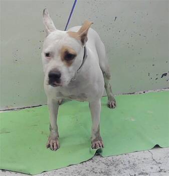 REBEL -  Staffordshire Bull Terrier and Mixed Breed Dog for Adoption in Houston, Texas - REBEL | PetCurious