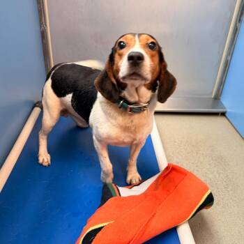 Rover -  Beagle and Hound Dog for Adoption in Lynchburg, Virginia - Rover | PetCurious