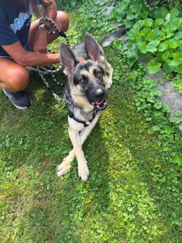 Thea -  German Shepherd Dog Dog for Adoption in Berlin, New Jersey - Thea | PetCurious