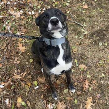 Rescue Shepherd and Mixed Breed Dogs for Adoption in Pelham, New Hampshire - Waba | PetCurious