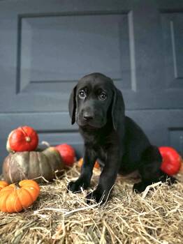 Sparrow -  Black And Tan Coonhound and Labrador Retriever Dog for Adoption in Dysart, Iowa - Sparrow | PetCurious