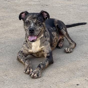 Galaxy -  Mixed Breed Dog for Adoption in Pelham, New Hampshire - Galaxy | PetCurious
