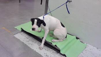 PARIS -  Staffordshire Bull Terrier and Mixed Breed Dog for Adoption in Houston, Texas - PARIS | PetCurious