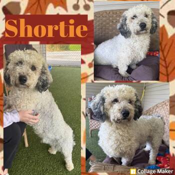 Shortie -  Miniature Poodle Dog for Adoption in Clearfield, Pennsylvania - Shortie | PetCurious