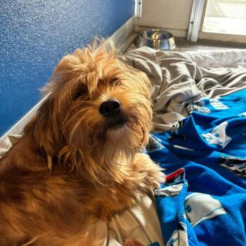 Mase -  Yorkshire Terrier and Mixed Breed Dog for Adoption - Mase | PetCurious
