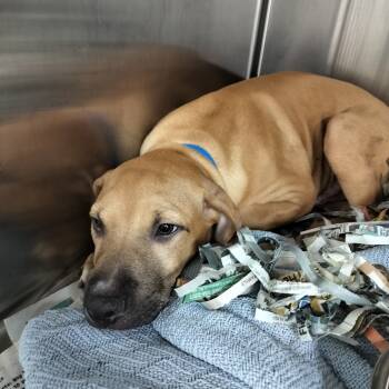 Rescue Black Mouth Cur Dogs for Adoption in Lakeland, Florida - Titus | PetCurious