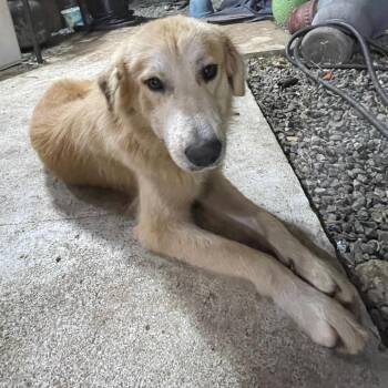 Bamboo 2337 -  Golden Retriever Dog for Adoption in Loxahatchee Groves, Florida - Bamboo 2337 | PetCurious