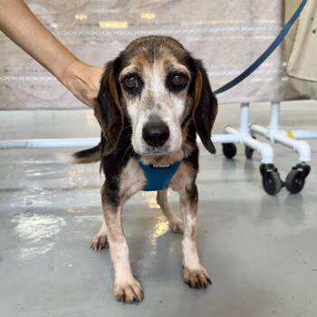 In the Mood for Love -  Beagle Dog for Adoption in New York, New York - In The Mood For Love | PetCurious