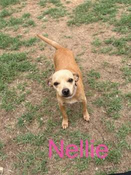 Nellie -  Chihuahua and Mixed Breed Dog for Adoption in Zimmerman, Minnesota - Nellie | PetCurious