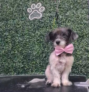 Rescue Maltese and Miniature Schnauzer Dogs for Adoption in Cupertino, California - SUNNY 3 Years 7 Pounds | PetCurious