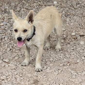 Terrier Dogs Available for Adoption in Marfa, Texas - Ria | PetCurious