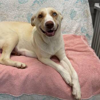 Labrador Retriever and Husky Dogs Available for Adoption in West Palm Beach, Florida - BINDI | PetCurious