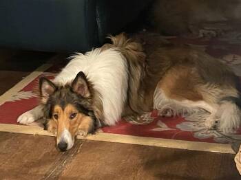 Collie Dogs Available for Adoption - Lenny | PetCurious