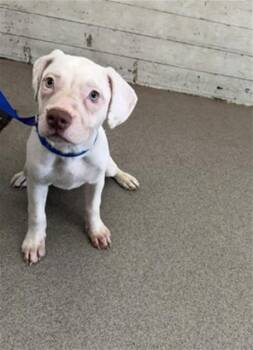 SALLY -  Pit Bull Terrier Dog for Adoption in San Bernardino, California - SALLY | PetCurious