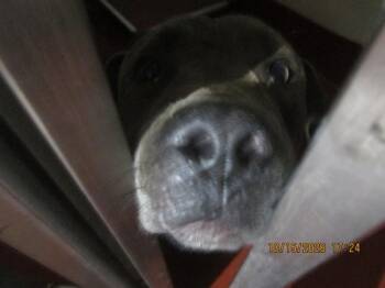 (872) -  Pit Bull Terrier Dog for Adoption in Marietta, Georgia - (872) | PetCurious