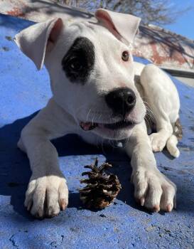 Freya -  Pit Bull Terrier Dog for Adoption in Island Lake, Illinois - Freya | PetCurious