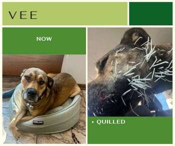 Rescue Mixed Breed Dogs for Adoption in Edmonton, Alberta - Vee | PetCurious