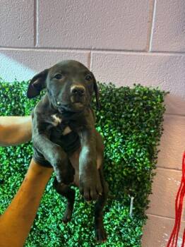 Mixed Breed Dogs Available for Adoption - 60677664 | PetCurious