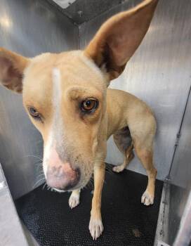 Terrier Dogs Available for Adoption in San Antonio, Texas - HERMINIE | PetCurious