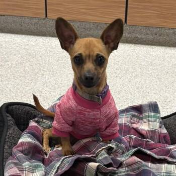COOKIE -  Chihuahua Dog for Adoption in Modesto, California - COOKIE | PetCurious