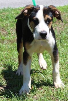 Shepherd Dogs Available for Adoption in Prattville, Alabama - Holt 43545 | PetCurious