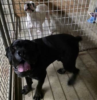 Rescue Cane Corso and Mixed Breed Dogs for Adoption in Severance, Colorado - Panther | PetCurious