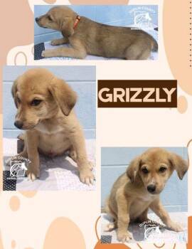 Grizzly -  Mixed Breed Dog for Adoption in Kenansville, North Carolina - Grizzly | PetCurious