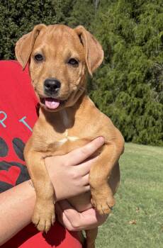TINA -  Labrador Retriever and Mixed Breed Dog for Adoption in Seale, Alabama - TINA | PetCurious