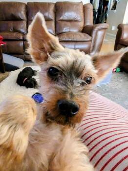 Yorkshire Terrier Dogs Available for Adoption in Bradenton, Florida - Jaxon | PetCurious