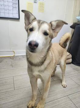 Rescue Husky Dogs for Adoption in Manchester, Connecticut - Stella 1 | PetCurious