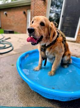 Gwen -  Golden Retriever Dog for Adoption in Waterville, Ohio - Gwen | PetCurious