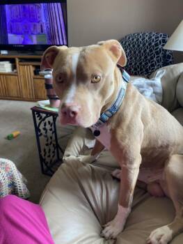 Pit Bull Terrier Dogs Available for Adoption - MURPHY | PetCurious