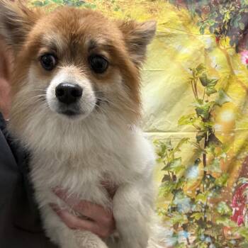 Pomeranian and Mixed Breed Dogs Available for Adoption in Normal, Illinois - Jojo | PetCurious