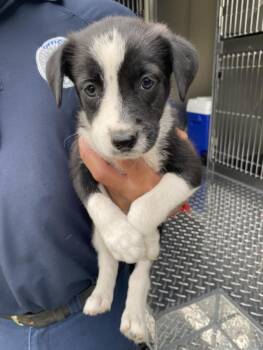 Mixed Breed Dogs Available for Adoption - PIXIE | PetCurious