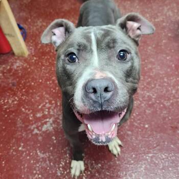 Rosalind -  Pit Bull Terrier Dog for Adoption in Fargo, North Dakota - Rosalind | PetCurious