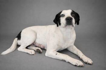 Catahoula Leopard Dog Dogs Available for Adoption - Lilly | PetCurious