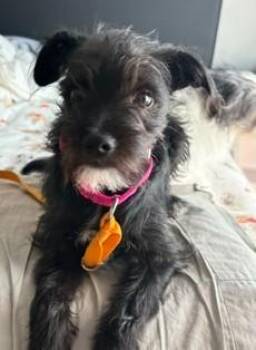 MEISSA -  Terrier and Mixed Breed Dog for Adoption in Colorado Springs, Colorado - MEISSA | PetCurious