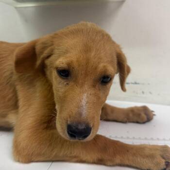 Hootie Fruitti -  Mixed Breed Dog for Adoption in Charleston, West Virginia - Hootie Fruitti | PetCurious