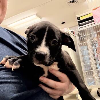 Shock -  Pit Bull Terrier Dog for Adoption in Indianapolis, Indiana - Shock | PetCurious
