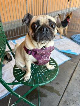 Rescue Pug Dogs for Adoption in Glen Rock, New Jersey - Rambo | PetCurious