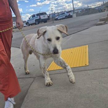 Stanley -  Yellow Labrador Retriever and Great Pyrenees Dog for Adoption in Grand Junction, Colorado - Stanley | PetCurious