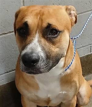 Mixed Breed Dogs Available for Adoption - ANGELO | PetCurious