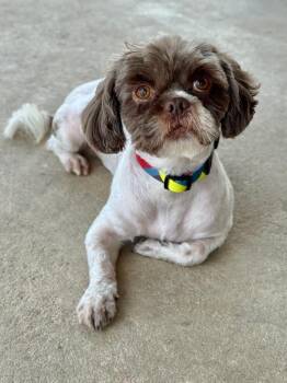 Rocko -  Shih Tzu Dog for Adoption in Canyon Lake, Texas - Rocko | PetCurious