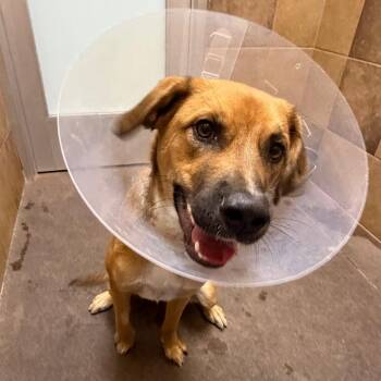 German Shepherd Dog and Golden Retriever Dogs Available for Adoption in Las Vegas, Nevada - Alcide 52249 | PetCurious