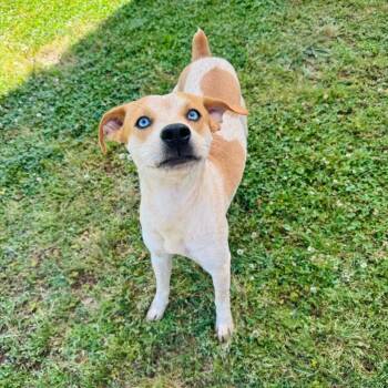 Cattle Dog and Mixed Breed Dogs Available for Adoption in Brownsboro, Alabama - Kendall | PetCurious