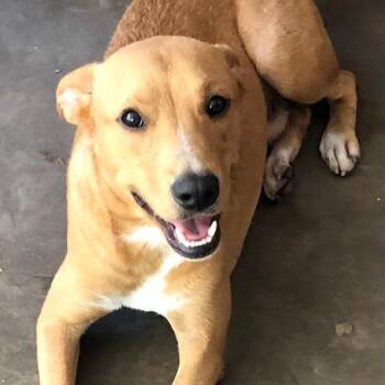 Simbah -  Yellow Labrador Retriever and Mixed Breed Dog for Adoption in New Orleans, Louisiana - Simbah | PetCurious