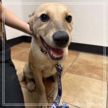 FWT Lambert -  Labrador Retriever and Mixed Breed Dog for Adoption in Midland, Texas - FWT Lambert | PetCurious